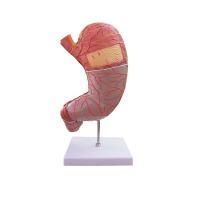 China Biology Teaching Life Size Human Anatomy Stomach Model For Hospital factory