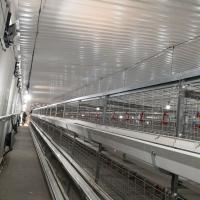 China Large Span Broiler Chicken Cage System 230M*56M for Country Of Origin factory