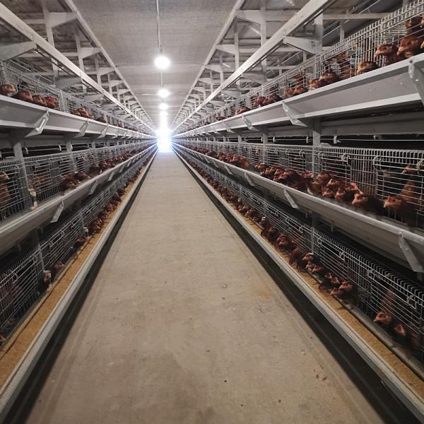 Quality 650x1250x2220mm Battery Poultry Cage H Type Automatic For Layer for sale