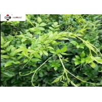 China Water Soluble Antitumor Vine Tea Extract Powder factory