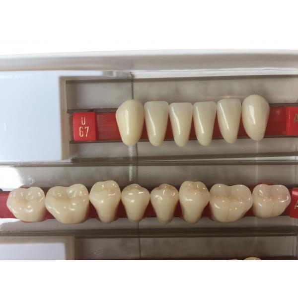 Quality Fake Resin Teeth Composite Resin Denture Teeth Top Hard  3 Layers for sale