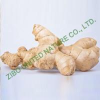 Quality new ginger, Fresh Ginger for exporting for sale