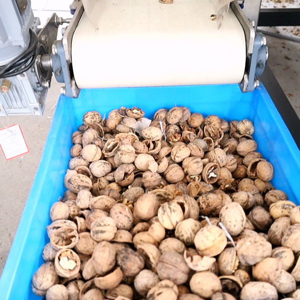 Quality 380V 8 Channels Electrical Walnut Shelling Machine CE Approved Capable 1-2 Tons for sale