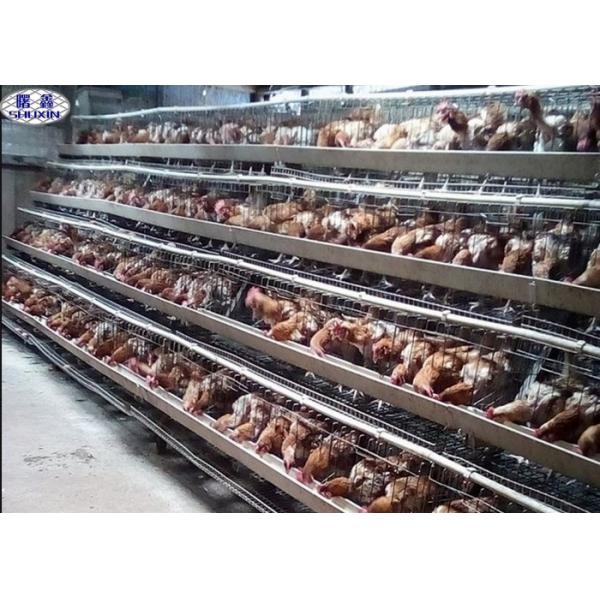 Quality 4 Layer Chicken Cage 128 Chicken Capacity For Uganda Farm 20 Years Lifetime for sale