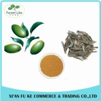 China High Quality Olive Leaf Extract Oleuropein 25% factory