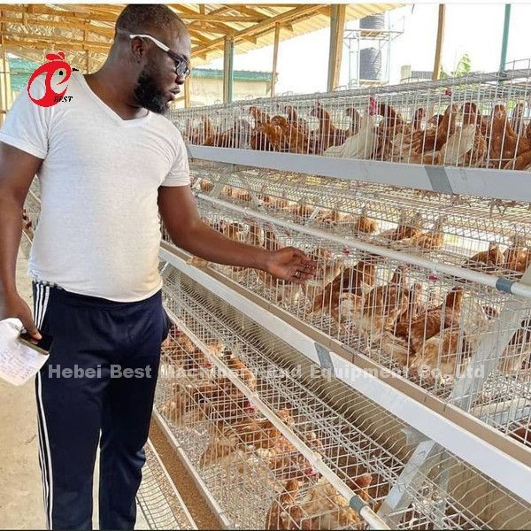 Quality Automatic Battery Layer Cage , Poultry Farming Cage Nigeria Lagos Sandy for sale