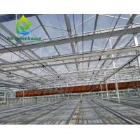 Quality Modern Tomato Farming High Tech Greenhouses Venlo Roof 9.6m 10.8m for sale