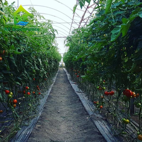 Quality OEM Sawtooth PO PE Plastic Film Greenhouse For Strawberries for sale