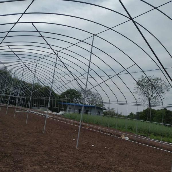 Quality PE Tunnel Single Span Greenhouse Hot Galvanized Steel Transparent Color for sale