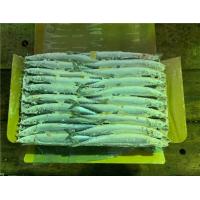 China A Grade Natural Color IQF Frozen Pacific Saury Fish factory