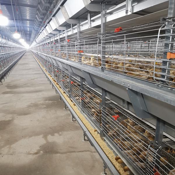 Quality 60-144 Broiler Poultry Equipment , ISO9001 Wire Bird Breeding Cages for sale