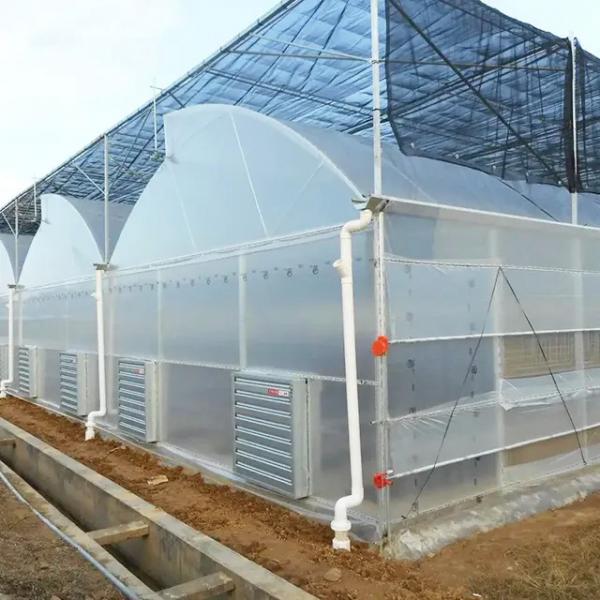 Quality Sawtooth Roof Multi Span Plastic Film Greenhouse Width 6m 8m 9m for sale