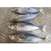 China 6 Fatty Acids Whole Round Seafrozen 3kg Freezing Skipjack Tuna factory