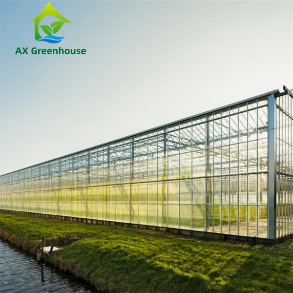 Quality Venlo Winter Glass Tomato Greenhouse for sale