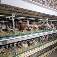 China Kenya H Type 3 / 4 Layers Chicken Layer Cages Poultry Farm  Breeding System factory