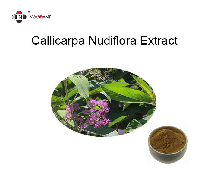 China 24% Flavones Callicarpa Nudiflora Organic Herbal Extracts factory