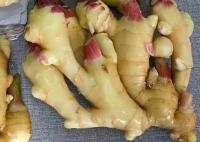 China 300g Air Dried Ginger yellow factory