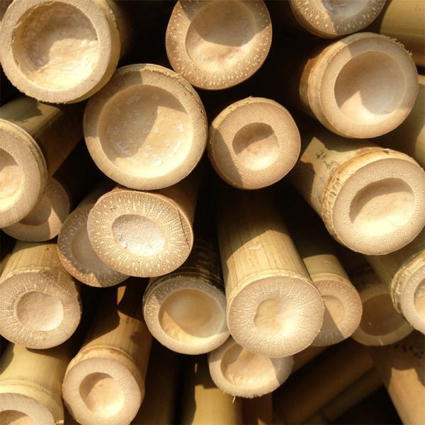 Quality 100 % Natural Strong Durable Moso Bamboo Pole Customize Length for sale