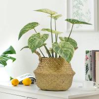 China Ornamental Small Items Artificial Potted Floor Plants Philodendron Birkin for sale