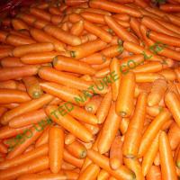 Quality new carrot, High quality Carrot, Exporting Carrot for sale