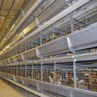 Quality 4Rows 50000 Hen Layer Chicken Cage Battery System 240 Birds / Cage for sale