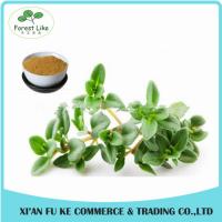 China New Design Spices Product Antibacterial Effect Dry Thyme Leaf Extract factory