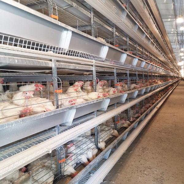 Quality 30000 Chicken Egg Layer Cages for sale