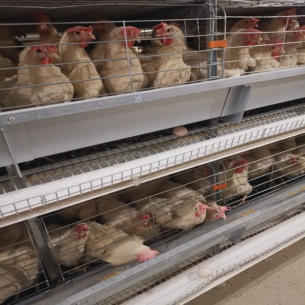 Quality 3-8 Tiers Enclosed Chicken Laying Eggs Cage , SGS Automated Battery Cage System For Layers for sale