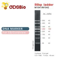 Quality 50bp Ladder DNA Marker M1041 (50μg)/M1042 (50μg×5) for sale