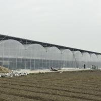 Quality Prefabricated Tomatoes Tunnel Plastic Greenhouse / Film Multi Span Greenhouse for sale