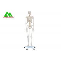 China Life Size Medical Anatomical Human Skeleton Model 97 X 45.5 X 28cm factory