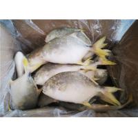Quality Whole Round 300G 400G 3ppm Histamine Frozen Pompano Fish for sale