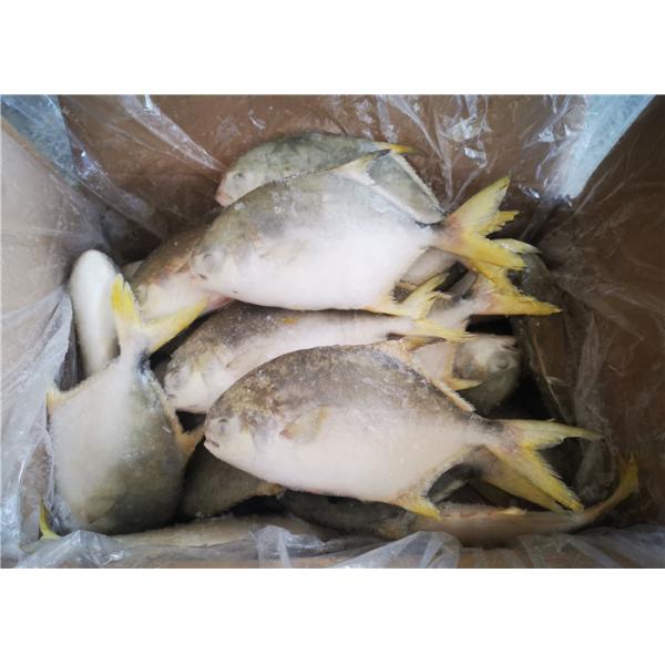 Quality Whole Round 300G 400G 3ppm Histamine Frozen Pompano Fish for sale
