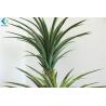 China Aloe Gladiolus Leaf Artificial Bonsai Tree , Plastic Artificial Agave Plant factory