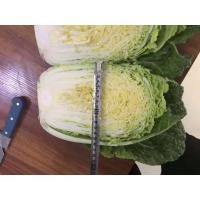 China Yummy Green Flat Head Cabbage For Nourishing Yin And Moisturizing factory