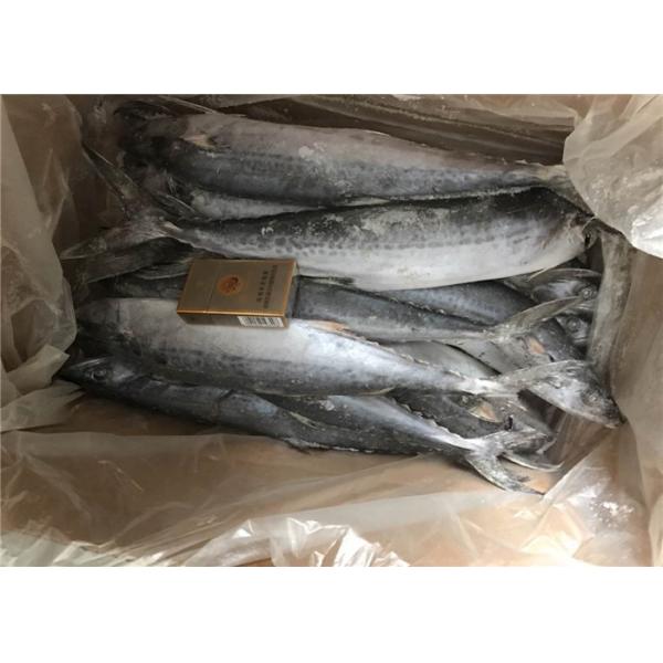 Quality Bulk 700g 1000g Whole Round Frozen Spanish Mackerel for sale