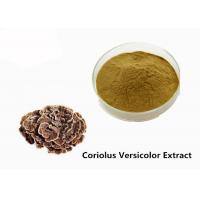 China Strengthen Physique Brown Yellow Coriolus Versicolor Extract Powder factory