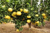 China Health Food Naringin Extract Citrus Sinensis Osbeck Powder Alleviating Pain factory