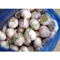 Quality new Garlic, Normal White Garlic, Packed in Mesh bag & Carton for sale