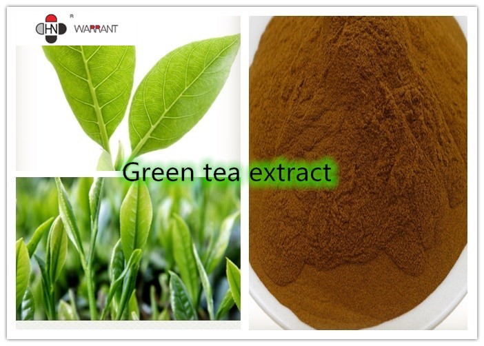 China Anti Wrinkle 98% Polyphenols Camellia Sinensis Leaf Powder factory