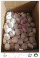 China China fresh garlic export to Angola by Pioneer garlic with 10kg loose packing ctn box factory