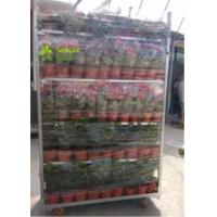 China Flower And Plant Dutch Flower Trolley Metal Pool Rack For Greenhouse Cc Container factory