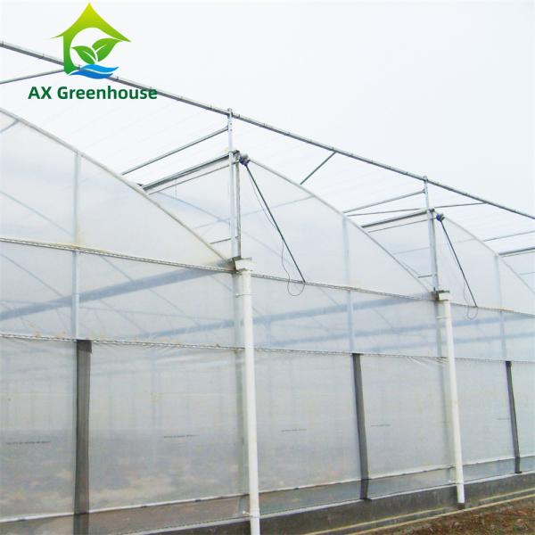 Quality OEM Sawtooth PO PE Plastic Film Greenhouse For Strawberries for sale