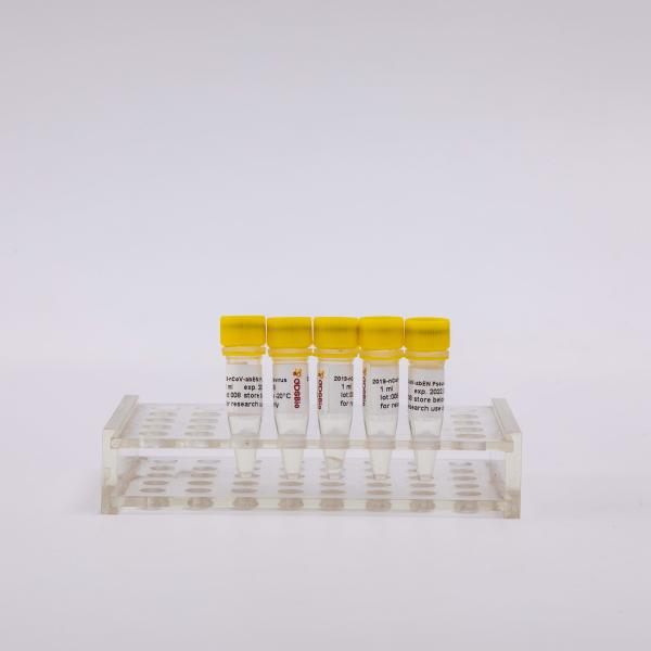 Quality 2019-NCoV-AbEN Pseudovirus 1ml Nucleic Acid Extraction Kit for sale