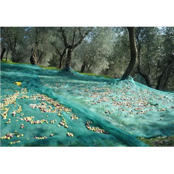 Quality olive collect net,pe knitted net,shade net, 50-120gr/sqm,virgin material for sale