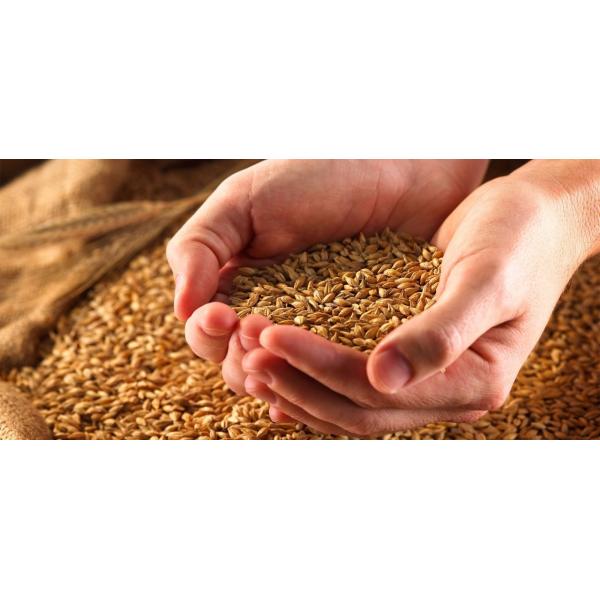 Quality Buckwheat Grain Color Sorter High Capacity Quinoa Bean Color Sorter for sale