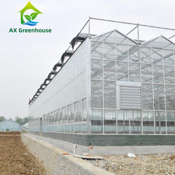 Quality 12m Width Agricultural Glass Greenhouse Residential Hydroponic Strawberry Greenhouse for sale