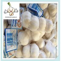 China 2016 Fresh and Dry Garlic - Chinese Garlic Exporters chinese normal white garlic factory