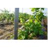 China Q235 Steel Wine Garden Orchard Trellis Systems Metal Plant Stakes For Outdoor Plants factory
