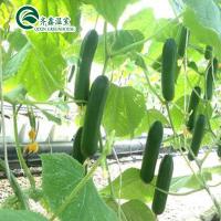 China Multi-Span Agricultural Greenhouses with Used Container Hydroponic Growing Systems for sale